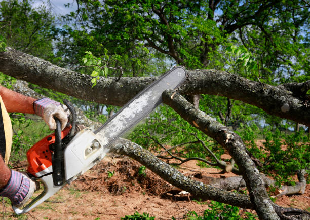 Tree Removal for Businesses